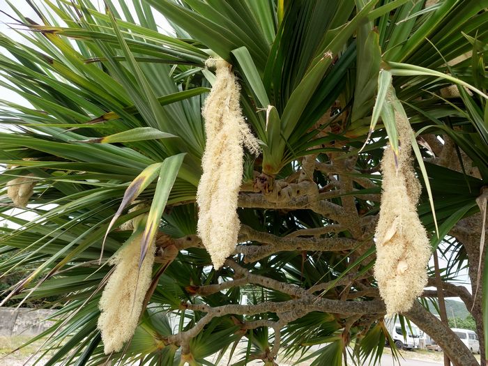 ねじり鉢巻きみたいな花　タコノキ