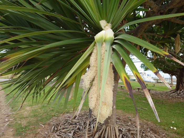 タコノキの花　オス