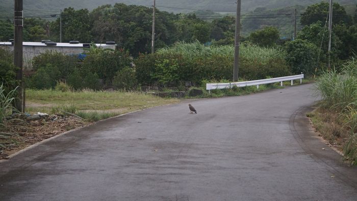 道路にカンムリワシ