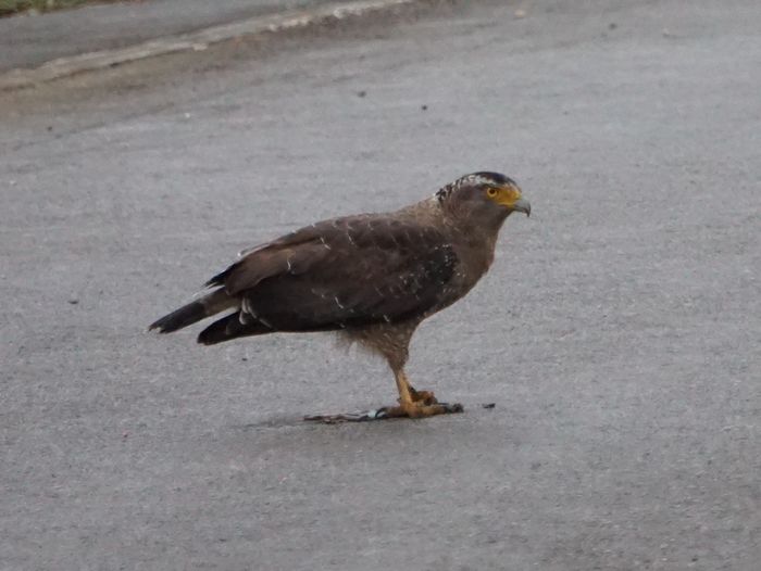 道路の真ん中に佇むカンムリわし