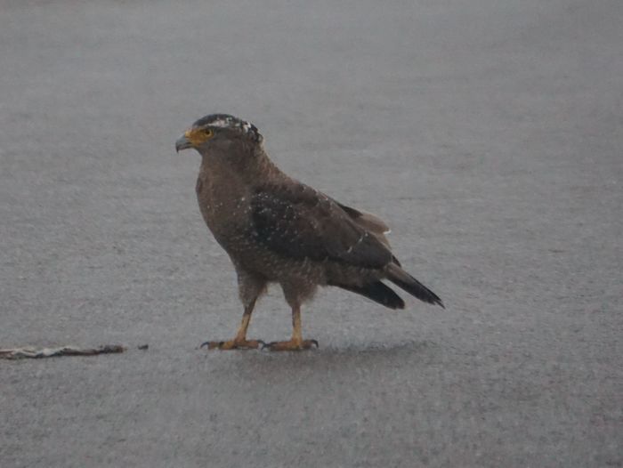 精悍な顔つきです。カンムリワシ