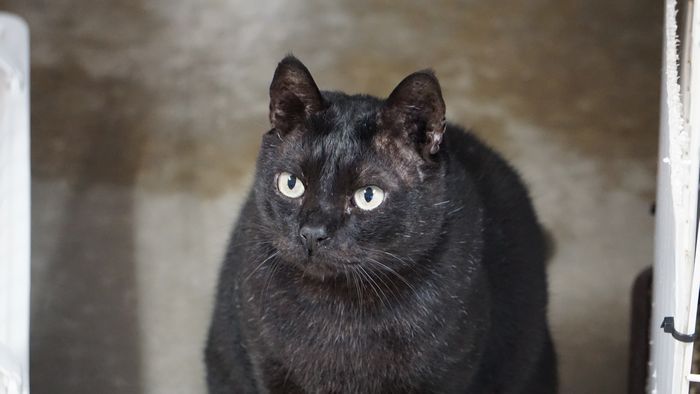 クロタマ父ちゃん　ネコ