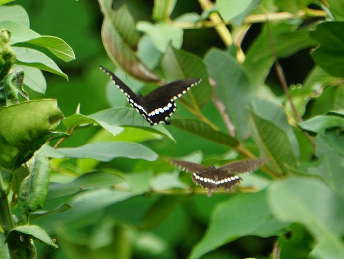 12月に入ってもチョウチョウ