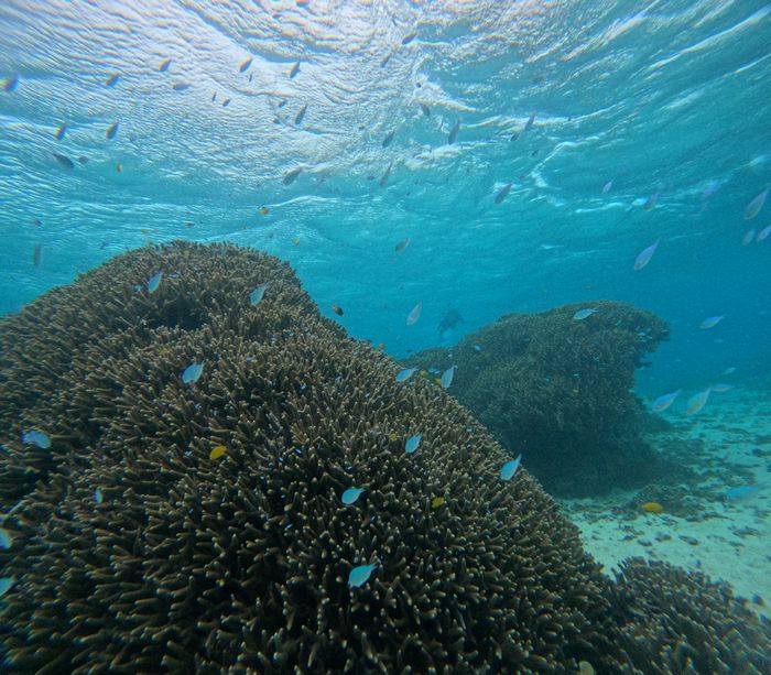 曇っていても水中世界はクリアブルー