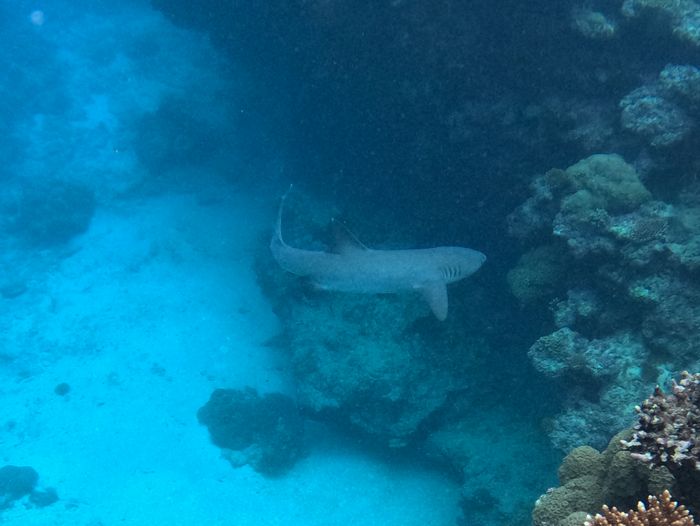 ネムリブカの登場