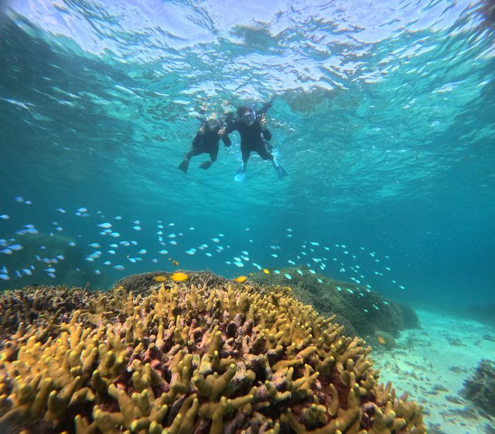 サンゴとお魚さん楽しむ　透明度抜群