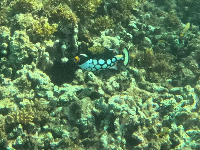 モンガラカワハギ