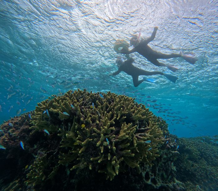 サンゴを楽しむ