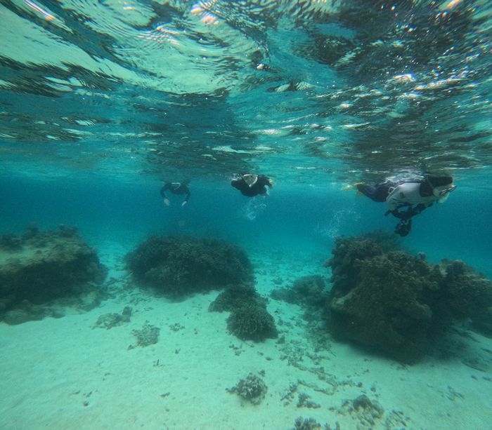 透明度抜群、颯爽と泳ぎ始める