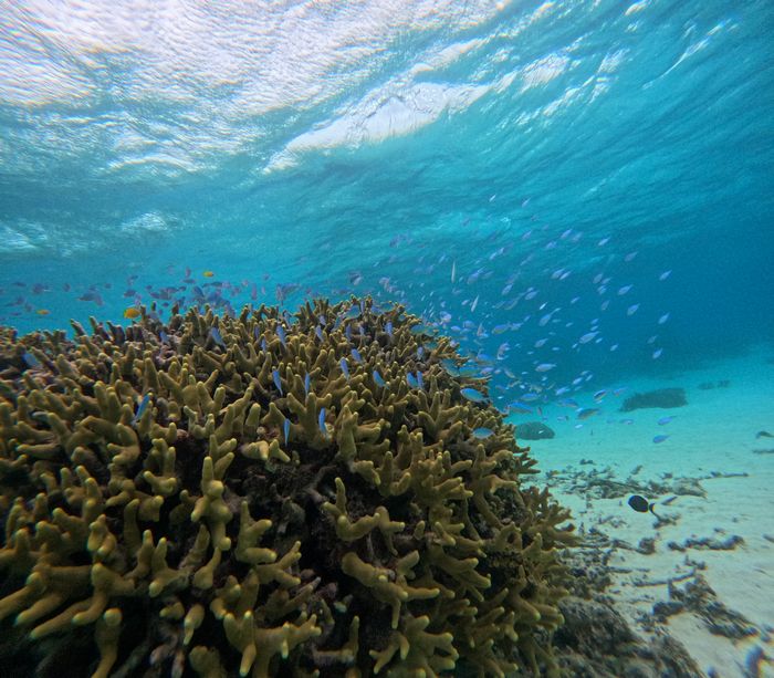 透明度高く、抜群の水中世界