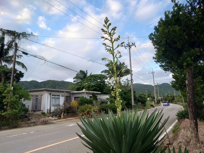 3日もたてばびよーんと伸びて