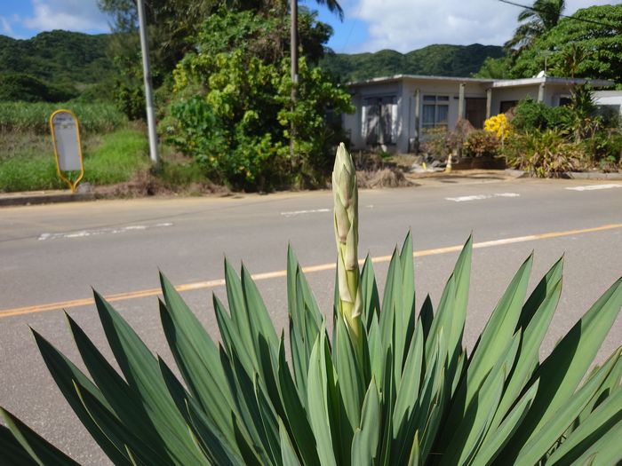 アスパラガスみたい。リュウゼツラン