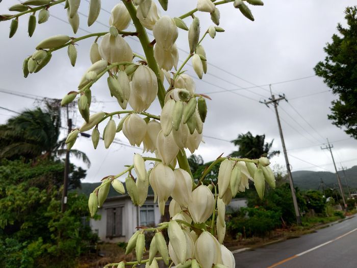 かわいい提灯のようなお花です