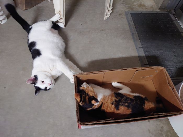 ダンボールは人気の場所でございます。ネコ