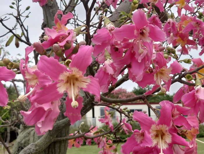 トックリキワタ開花