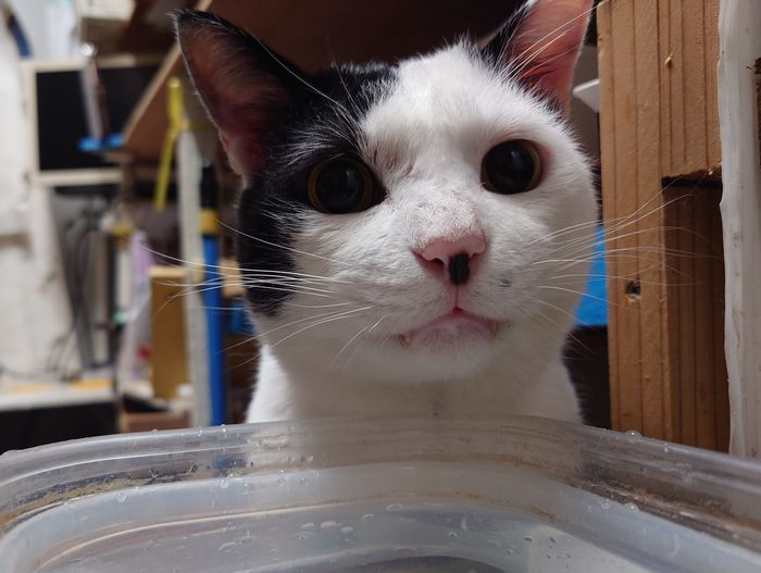 真顔で水を飲むタマヘイ