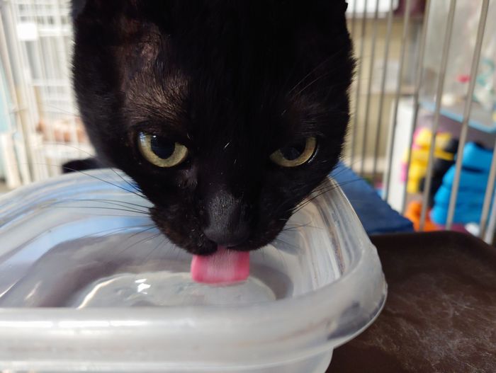 猫は真顔で水を飲む