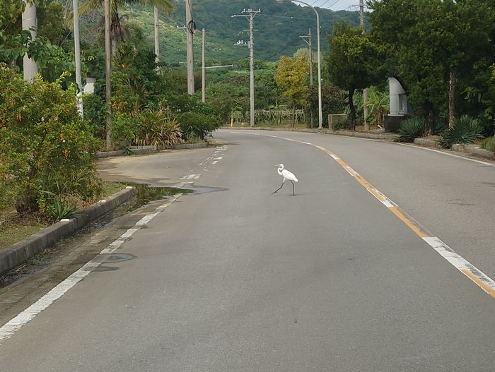 石垣島の道は鳥さん優先