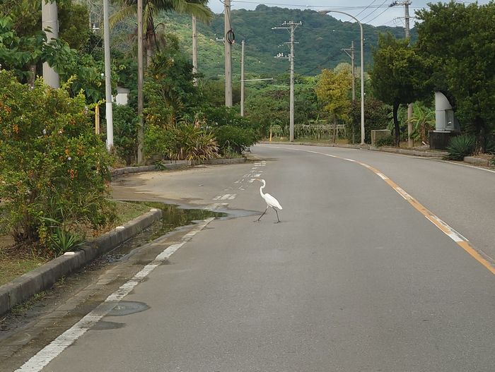 シラサギさんゆっくり歩く