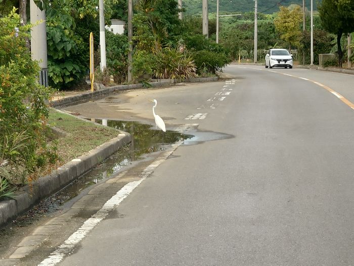 シラサギ、道路の横断完了