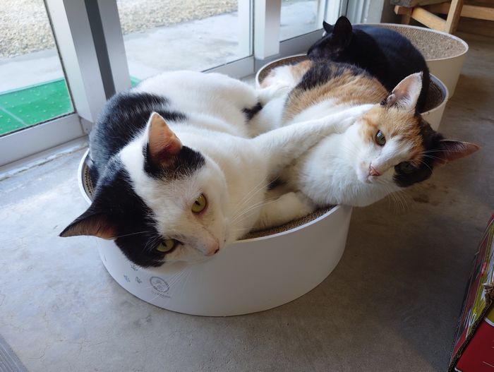 仲良し？この後、小競り合いの始まりです　ネコ