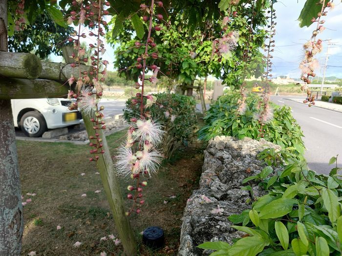 市役所の駐車場にサガリバナでした