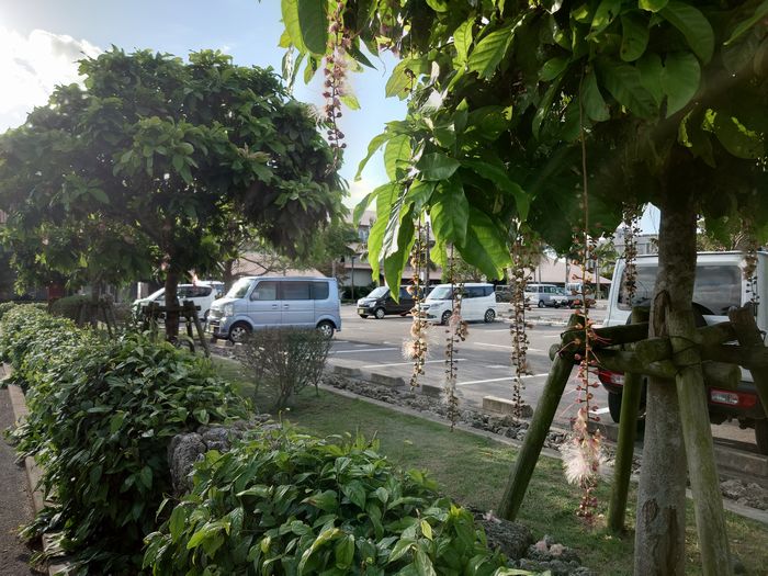 この植物はサガリバナ