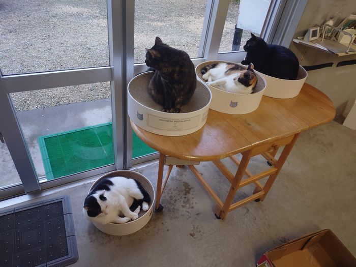 みーんなそろってお昼寝