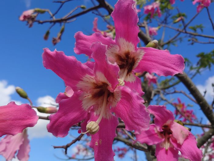 鮮やかなピンクです