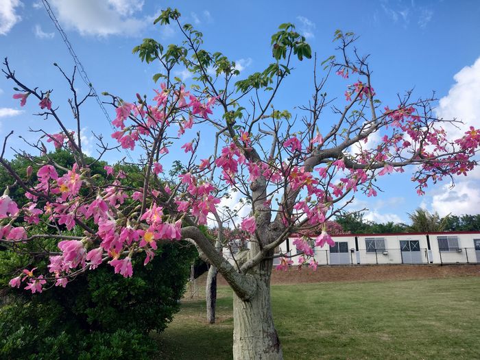 トックリキワタの木