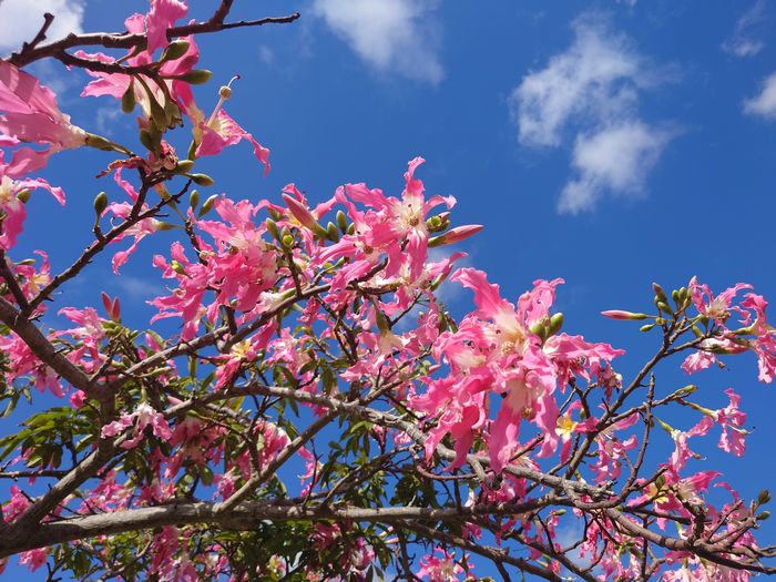 青空に映えるうトックリキワタ