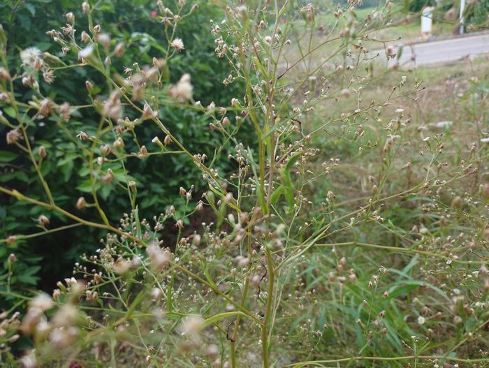 このふわふわにはね