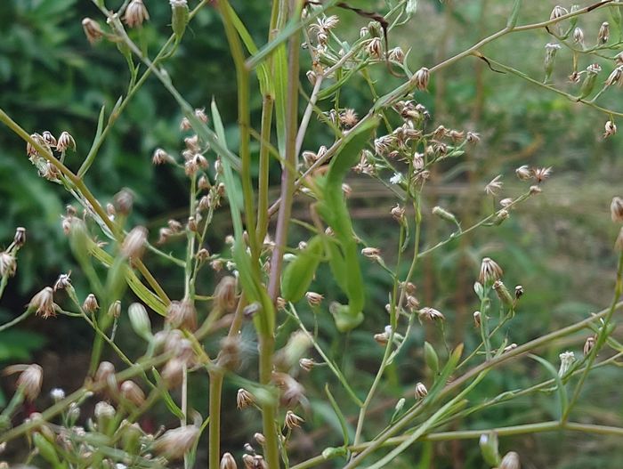 やっぱりいた！カマキリ