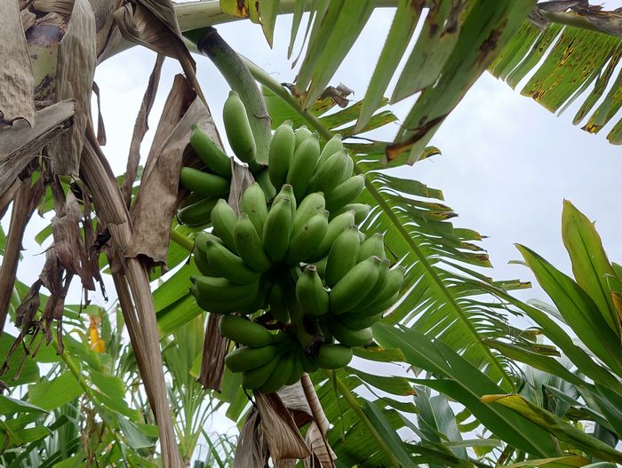 まだ収穫しない島バナナ
