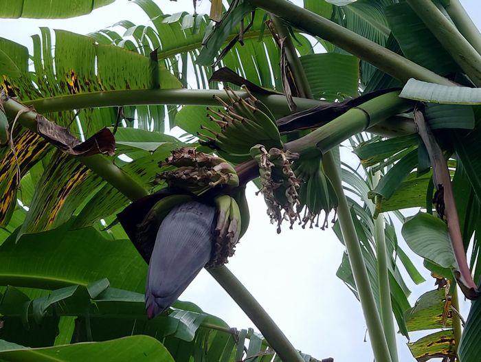 新しいバナナが実をつけ始める