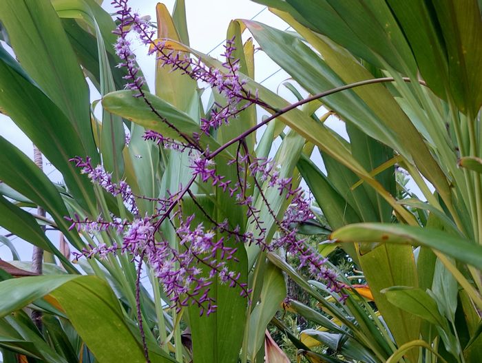 センネンボクの花