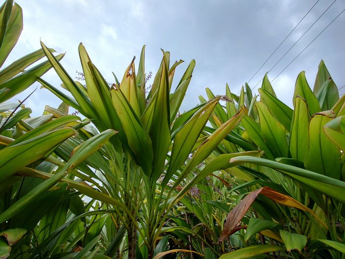 ヤギのエサ、センネンボク