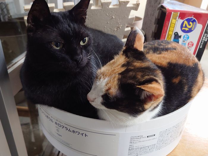 気温下がると　ネコ