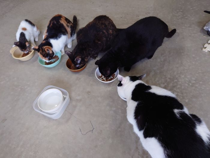 ゲージから出てご飯タイム　ネコ