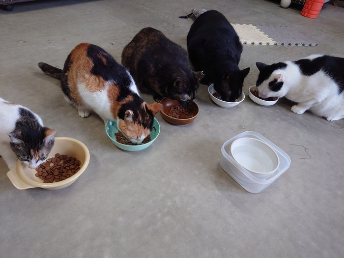 皆さんおなかすいていたんですね　ネコ