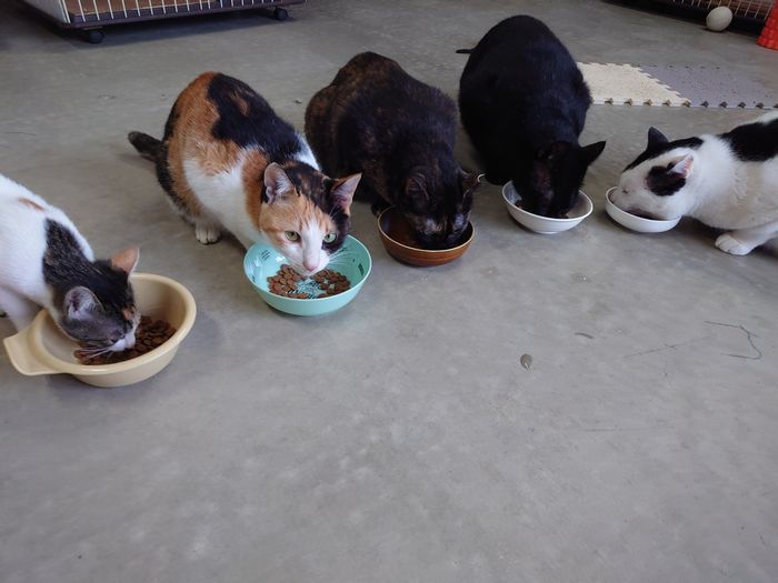 あっ！トロコにばれた　ネコt