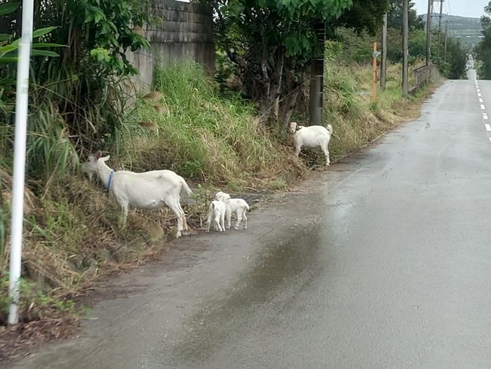 ん！道路に脱走ヤギ