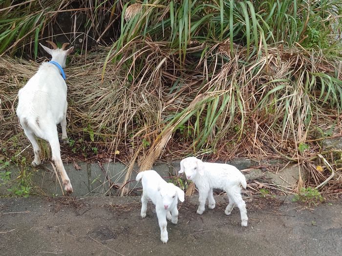 脱走ヤギ！コヤギ