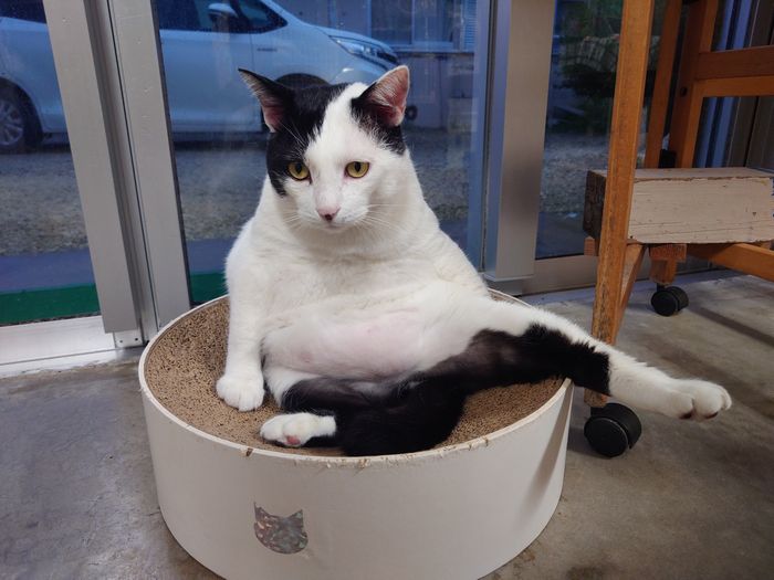 タマヘイ　おじさん座り　ネコ