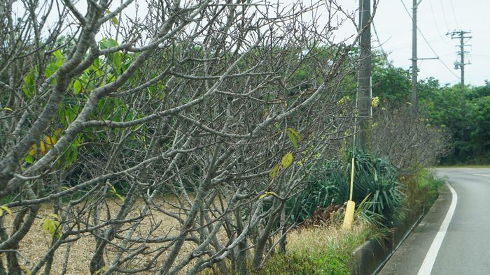 サクラ並木があるのですが