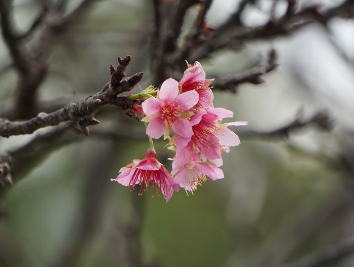 ん!例年よりも早い?ヒカンサクラ