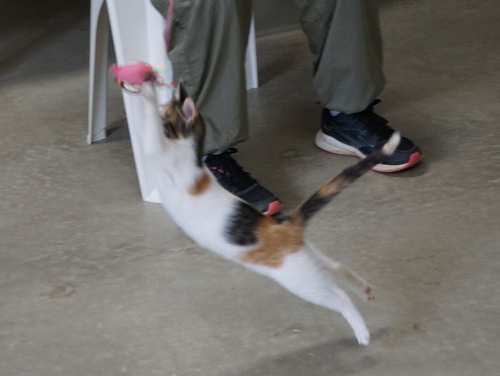 びよーんと伸びる　ネコ　テン