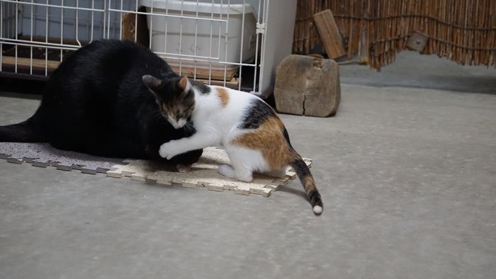 クロタマとテン お相撲