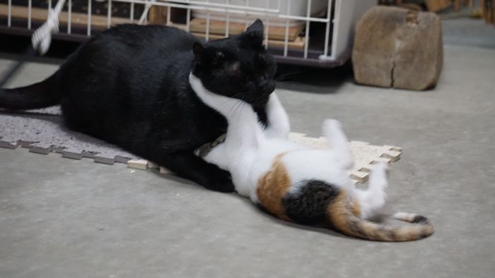 すぐに負け!テン