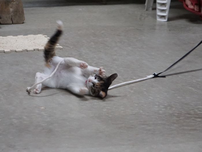 紐で遊ぶ　テン　ネコ